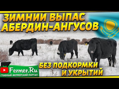 Видео: Как содержат более 7000 Ангусов зимой в Казахстане? Холодный метод содержания КРС. Бычки. Телята.