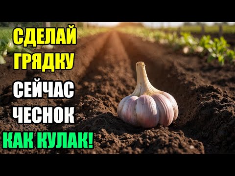 Видео: Грядка в сентябре — чеснок как кулак! Пошаговая схема!!!