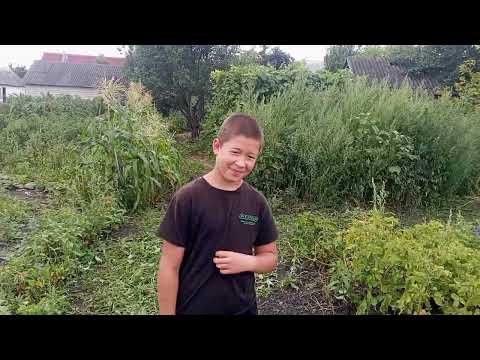 Видео: Уборка картофеля