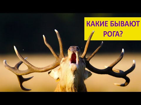Видео: Какие бывают рога и зачем они нужны? Наталья Носова