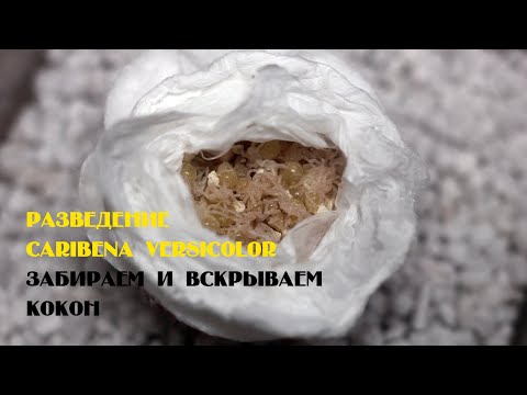Видео: Разведение Caribena versicolor (Avicularia versicolor). Забираем и вскрываем кокон
