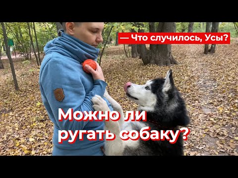 Видео: Что случилось, Усы? Можно ли ругать собаку?