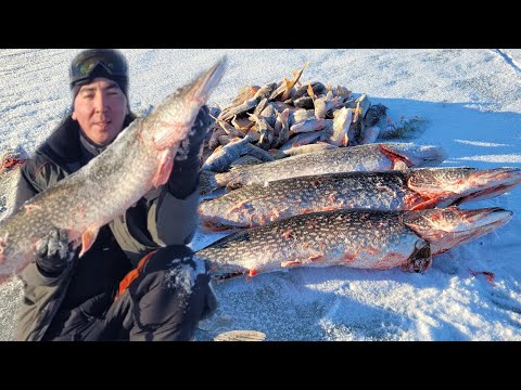 Видео: весенняя рыбалка с ночёвкой. За хищниками с блесной