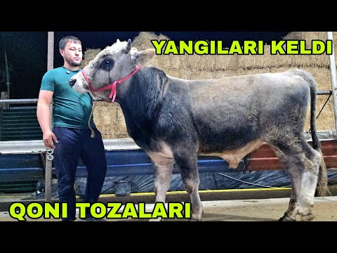 Видео: Xalq arzonchisi Shamshodjon yangi partiya sorti tozalari keldi 6 октября 2025 г.