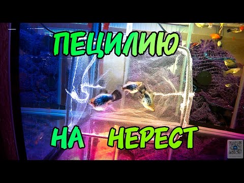 Видео: Забрал личинку Неона и Пецилию на нерест