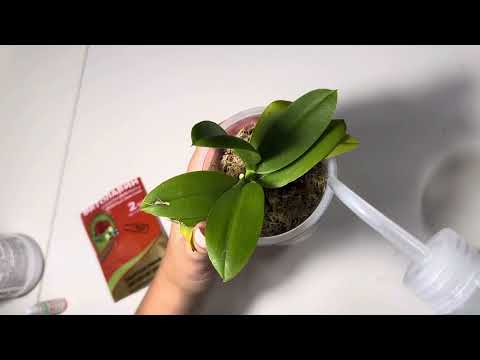 Видео: СГНИЛИ КОРНИ орхидеи, уход после пересадки…