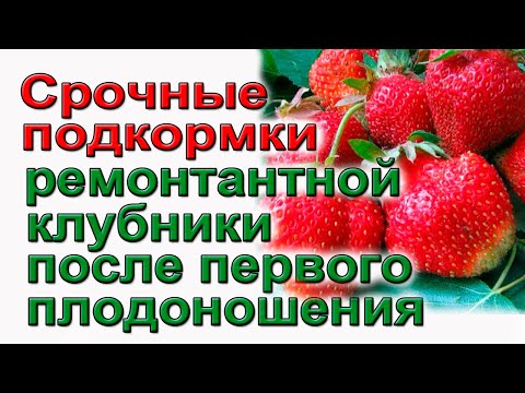 Видео: Обязательные подкормки ремонтантной  клубники во время плодоношения.