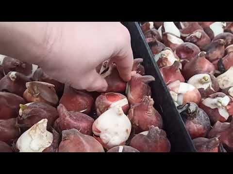 Видео: Состояние луковиц тюльпанов на 30 декабря.