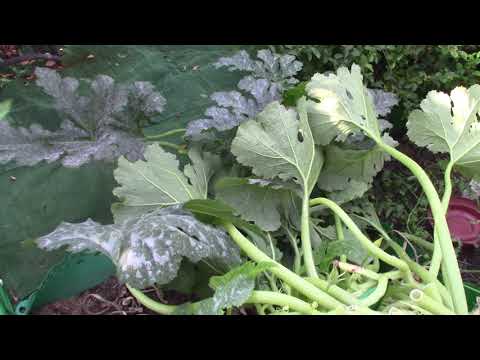 Видео: 31 08 2025 г  Волгоград  Завтра осень  Обзор дачного участка