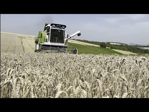 Видео: 🛑ЖНИВА 2025. Врожай радує, пшениця сипе, але дощі не дають збирати. Комбайн CLAAS Mercator