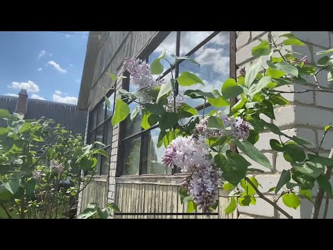 Видео: Дача часть2. Облагораживаем участок