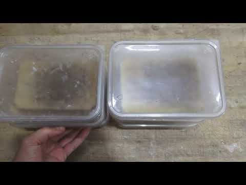 Видео: АУЛОФОРУС НЕ ДЛЯ МОИХ РЫБ! ПОЧЕМУ???