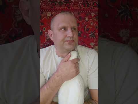 Видео: Как отучить попугая кричать