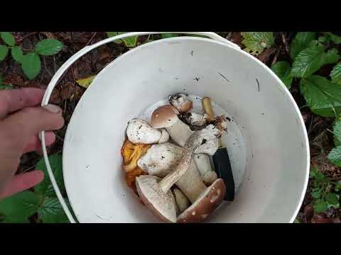 Видео: Карпати. Перші БІЛІ. Відкриття 2022.