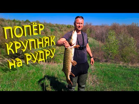 Видео: 🔥 Все щуки ЖРУТ РУДРУ... Как попасть на ЖОР КРУПНОЙ ЩУКИ (часть 1)? Идеальный воблер на щуку 🔥