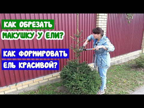 Видео: Как обрезать ёлку? Как обрезать у ёлки макушку? Как формировать лесную ель красивой?