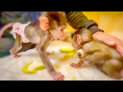 Видео: Стёпа становится самцом, он  ПРИРЕВНОВАЛ Маню к папе Владу и УКУСИЛ ЕЁ, за то, что Влад её погладил!