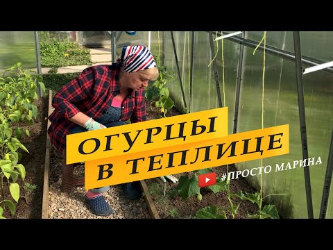 Видео: Огурцы в теплице после высадки.