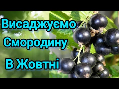Видео: Висаджуємо смородину в жовтні 