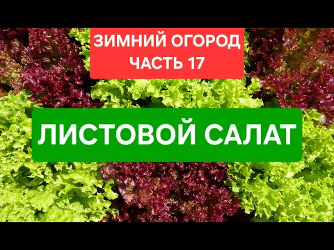 Видео: Зимний огород. Часть 17. Салаты!