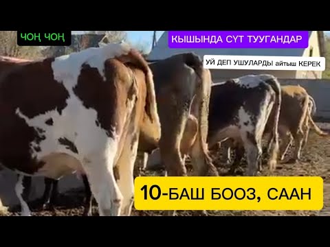 Видео: 10-БАШ БООЗ,СААН,УЙЛАР ЧЫКТЫ САТУУГА КӨРҮҢҮЗ ЧҮЙ ОБЛУСУ КАРАБАЛТА ПОЛТАВКА ДА ДОСТАВКА БАР ✅