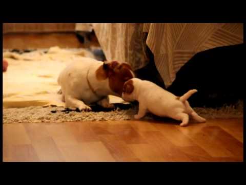 Видео: Рождение Майлы - Джек рассел терьер - Мини турбо пес