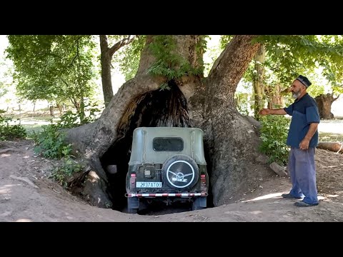 Видео: Какие они, сарихосорские платаны и какую историю они хранят?