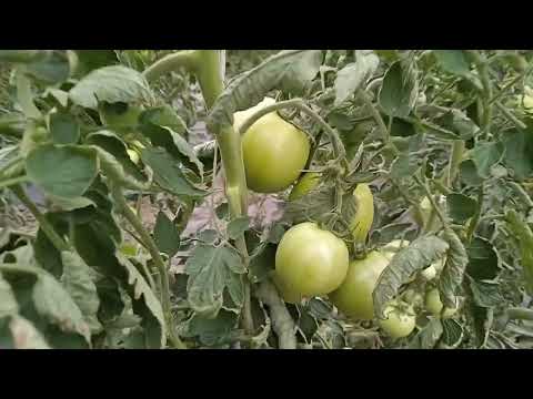 Видео: Помидор перед Покровою в 25 году