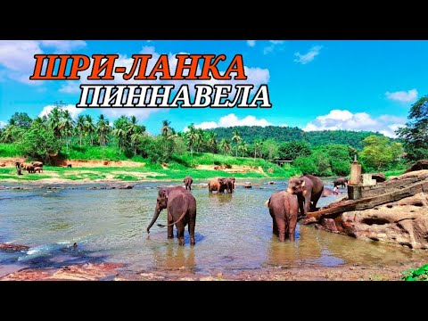Видео: ПИННАВЕЛА. Слоновий питомник. ШРИ-ЛАНКА.