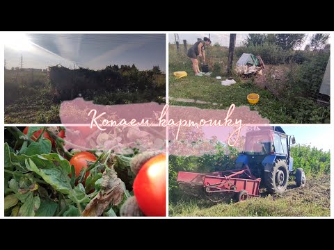 Видео: Копаем картошку. несколько дней в селе.