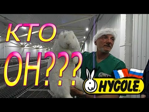 Видео: ВСЯ ПРАВДА О ХИКОЛЕ !!!