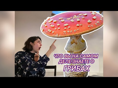 Видео: Грибные истории. Часть первая - Шляпочные грибы.