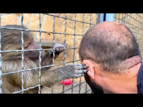 Видео: Степка ДЕЛАЕТ МАССАЖ Денису, а Тося НЕ ДАЕТ Манечке кушать пюрешку! 
