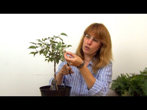 Видео: Плетение косичкой фикуса Бенджамина (ч.2).