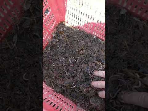 Видео: 34-В ЧУВАЛЧАНГЛАР УЧУН ГЎНГНИ ТАЙЁРЛАШ УСУЛЛАРИ ХАҚИДА.12-АВГУСТДА ҚИЛИНГАН ИШЛАР.