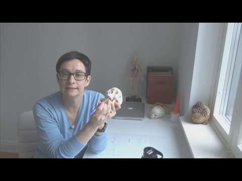 Видео: Важность миодинамического равновесия в полости рта для формирования правильного прикуса. Упражнения