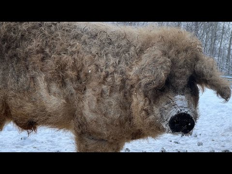 Видео: Хряк венгерской Мангалица. Выпустил у девочкам.