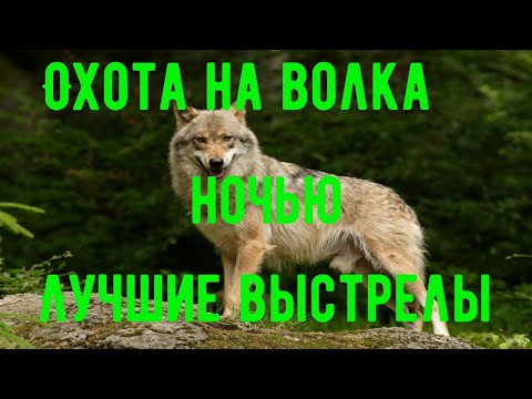 Видео: НОЧНАЯ ОХОТА НА ВОЛКА" Подборка Лучших Выстрелов Сезона 2020 -2021"