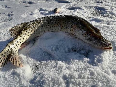 Видео: ЖЕРЛИЦЫ. ХАНКА МАЯК. ФЕВРАЛЬ. ЩУКА СЪЕЛА КАРАСЯ