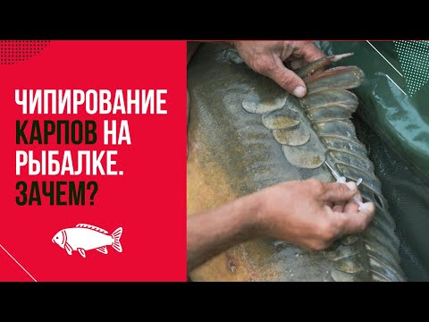 Видео: ЧИПИРОВАНИЕ КАРПОВ? 💉 Где ПЛАВАЮТ БОЛЬШИЕ РЫБЫ! ЗОЛОТОЙ БЕРЕГ. ИНТЕРВЬЮ / Часть 1