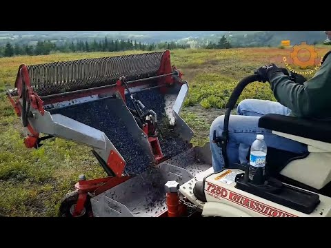 Видео: Как собирают чернику в Канаде и другие удивительные аграрные машины