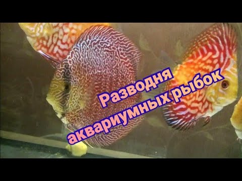 Видео: Стресс у Родителей Дискусов при вынашивании малька.