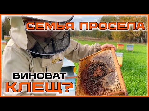Видео: Семья пчёл просела до 1 улочки. Почему?