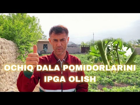 Видео: ОЧИҚ ДАЛА ПОМИДОРЛАРИНИ ИПГА ОЛИШ | OCHIQ DALA POMIDORLARINI IPGA OLISH
