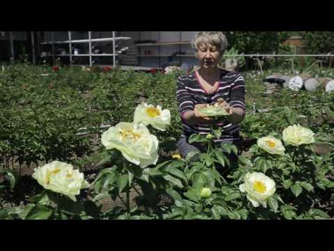 Видео: Пион Lemon Chiffon