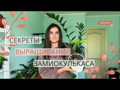 Видео: Секреты ухода за ЗАМИОКУЛКАСОМ (Долларовым деревом).