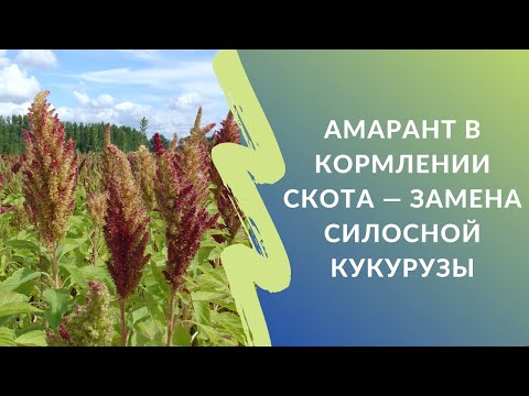 Видео: Амарант в кормлении скота - замена силосной кукурузы