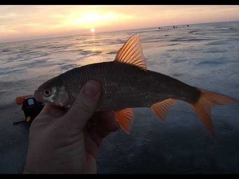 Видео: ПРОНОЗОВКА 2021 Хорошо отловились. Ловля плотвы.