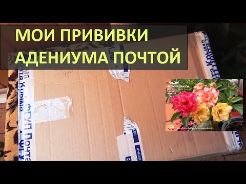 Видео: Адениумы: новая посылка / Прививки сортовых адениумов почтой РФ / Идеальная упаковка!!