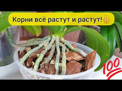 Видео: КОРНИ орхидеи РАСТУТ как на дрожжах || После такого полива растут огромные корни у орхидеи